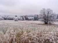 Raureif im Buchafilz beim Bärnsee nahe Aschau